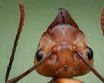 «Распределенный мозг» муравьиной семьи У муравьев нет легких