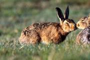 Как разговаривают зайцы: интересные факты Какие звуки издают зайцы словами