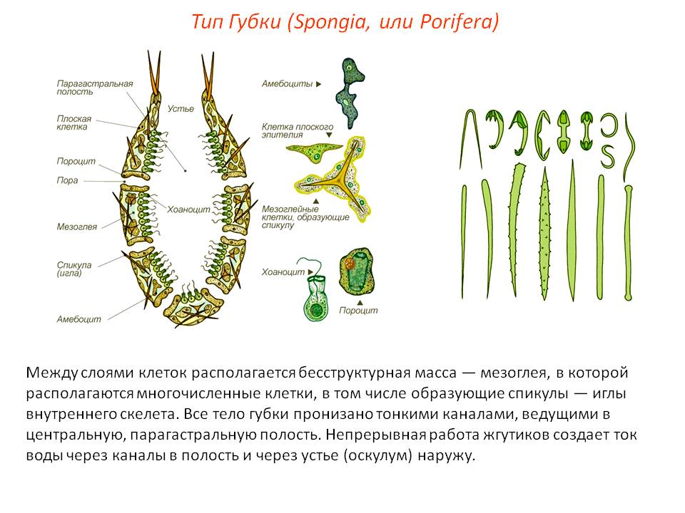 Сайт kraken в tor