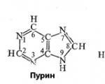 Tipos de nucleótidos en una molécula de ADN.
