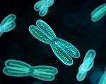 Cromosomas humanos Estructura cromosómica