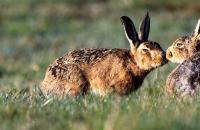 Как разговаривают зайцы: интересные факты Какие звуки издают зайцы словами