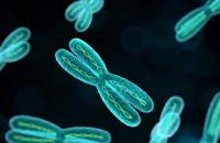 Хромосомы человека Хромосома строение