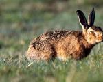 Ako zajace hovoria: zaujímavé fakty Aké zvuky vydávajú zajace slovami